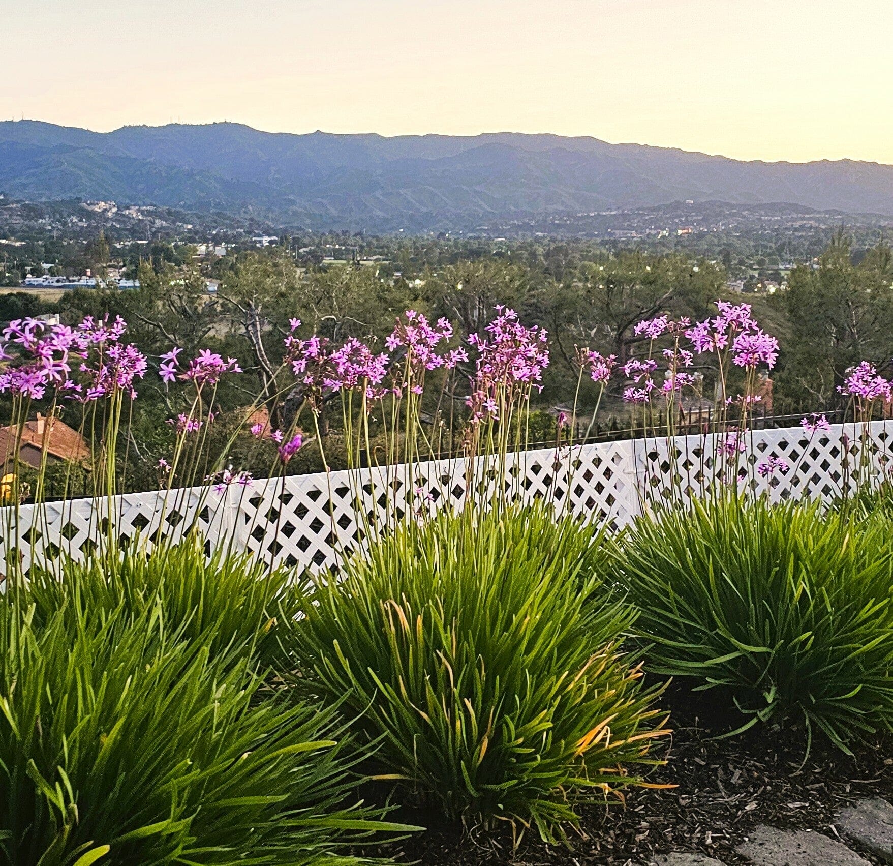Garden Border Fence