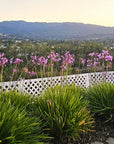 Garden Border Fence