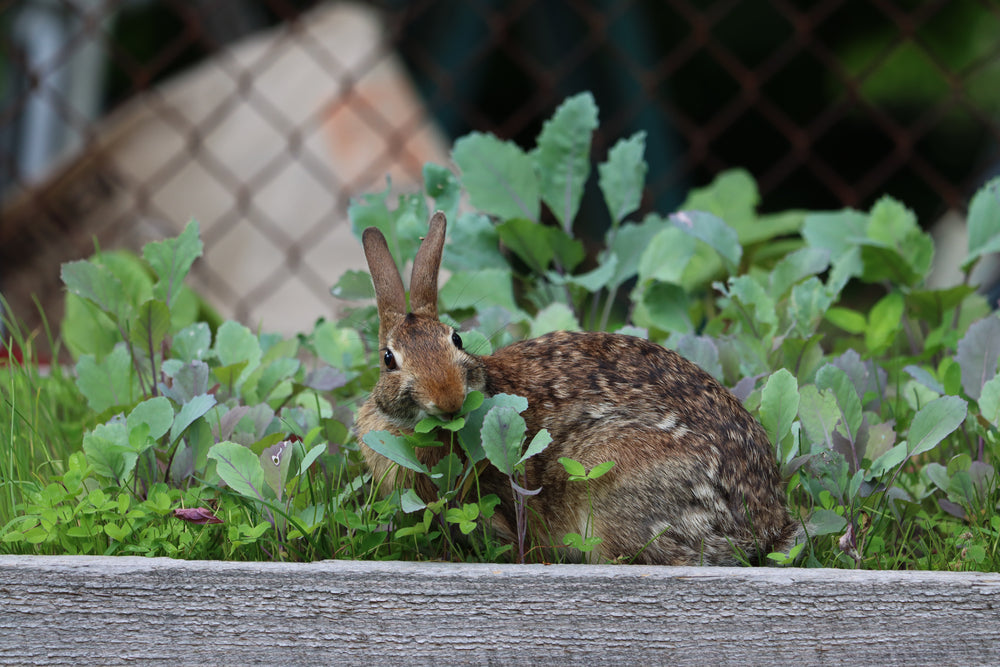 rabbit snacking on plants in a garden