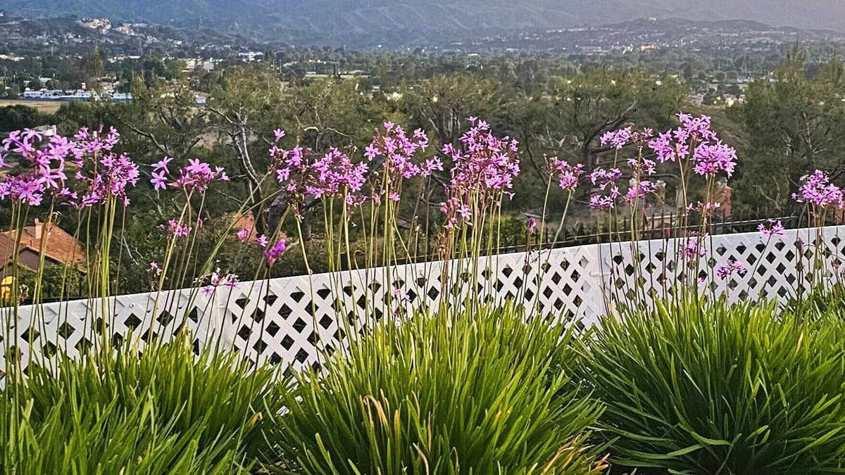 SnapFence white lattice Garden Border Fence in front of pink flowers and grasses with hills at dusk