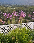 SnapFence white lattice Garden Border Fence in front of pink flowers and grasses with hills at dusk